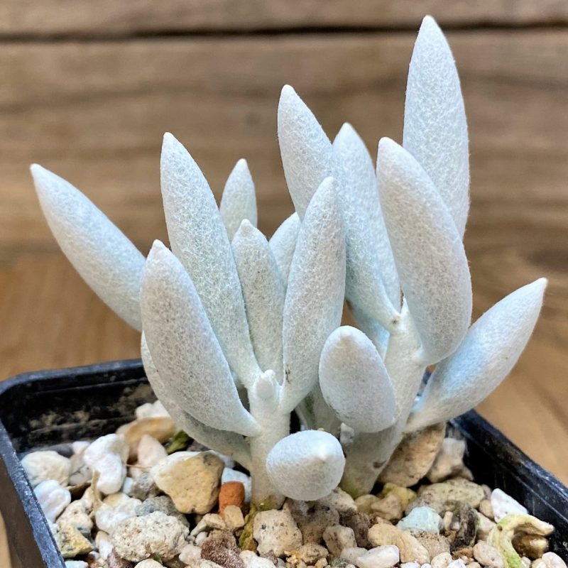 SH27729 Senecio haworthii