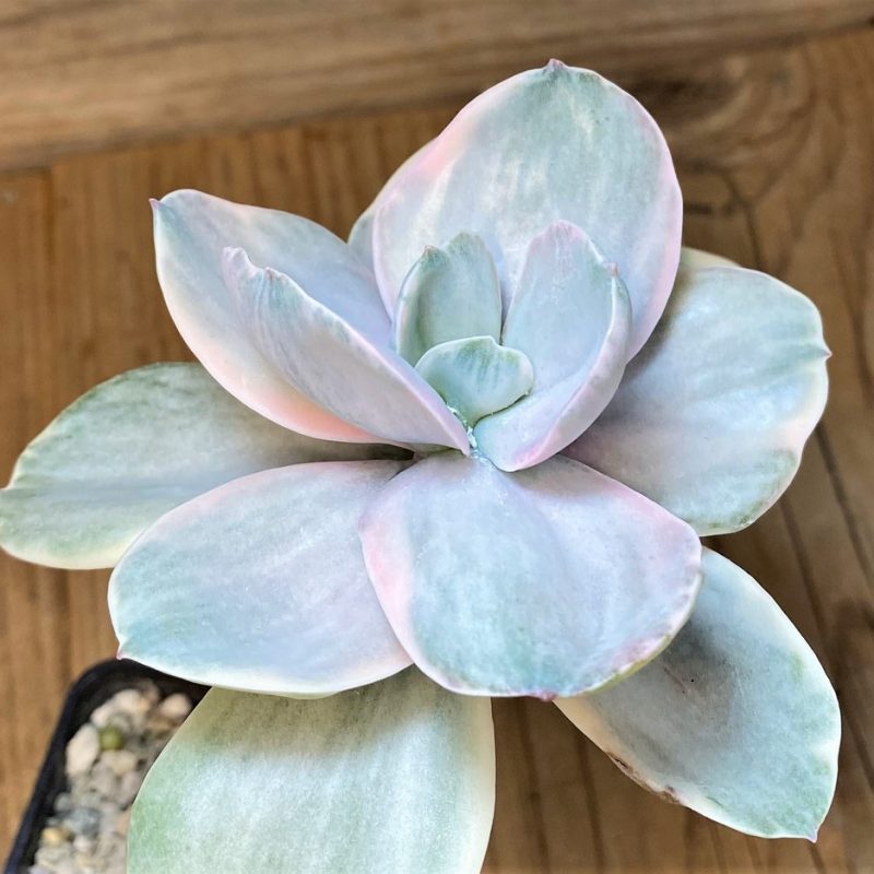 SH27727 Echeveria gibbiflora ‘Decora’