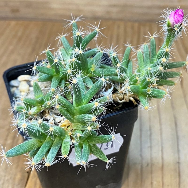 SH27731 Trichodiadema densum