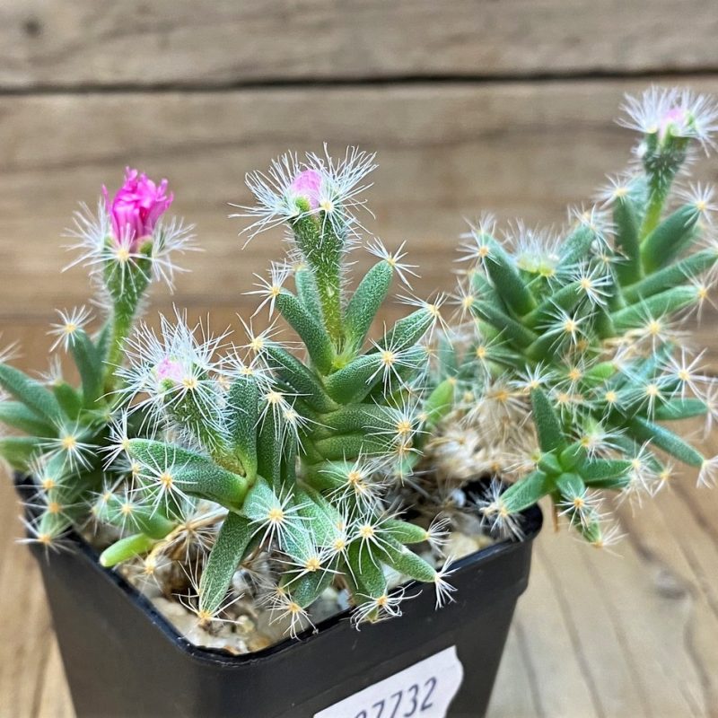 SH27732 Trichodiadema densum