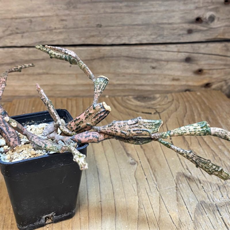 SH27735 Euphorbia platyclada