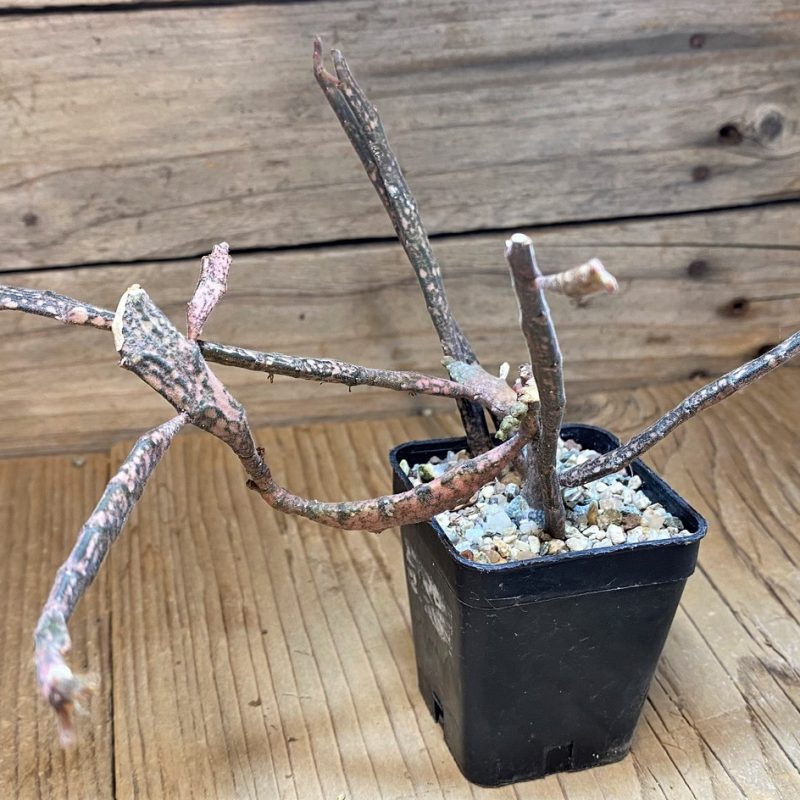 SH27736 Euphorbia platyclada