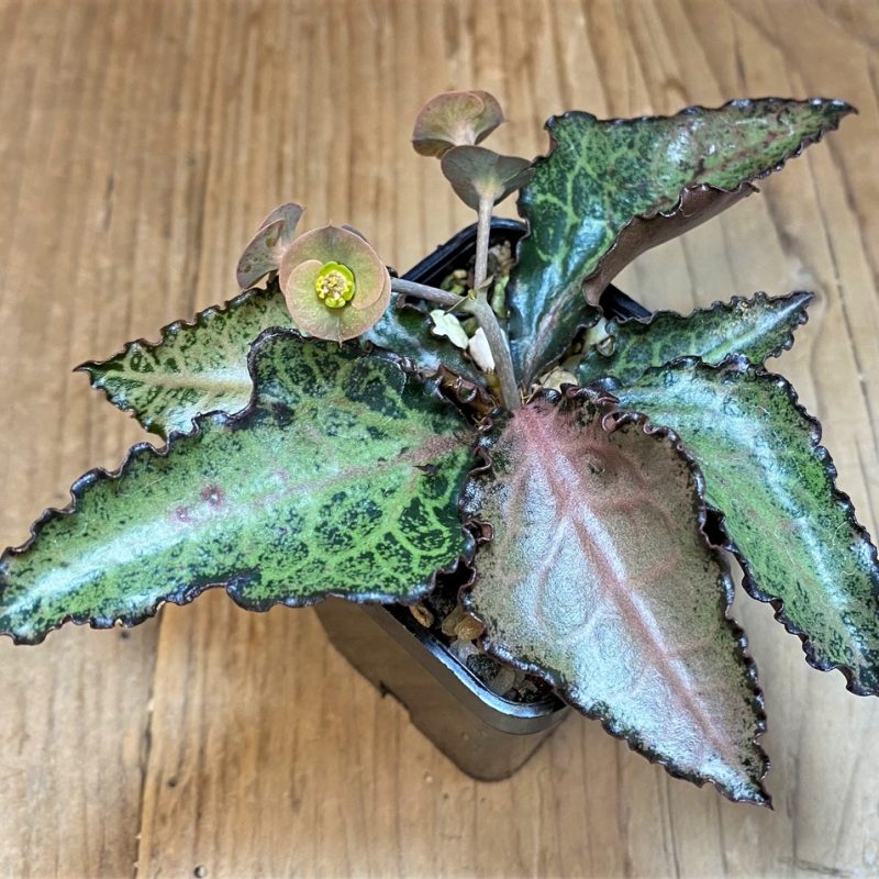 SH27737 Euphorbia francoisii hybrid