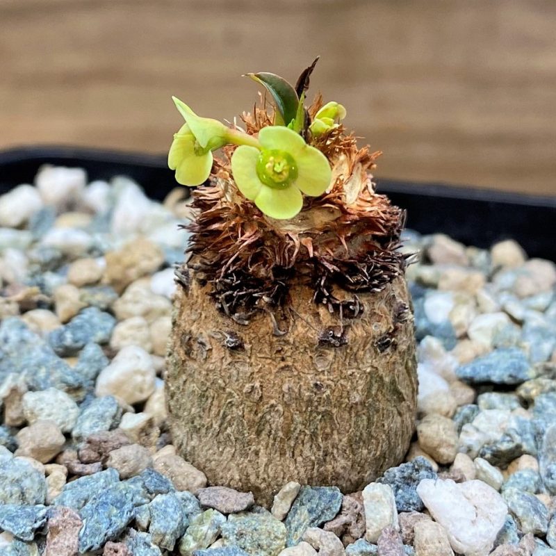 SH27738 Euphorbia ramena