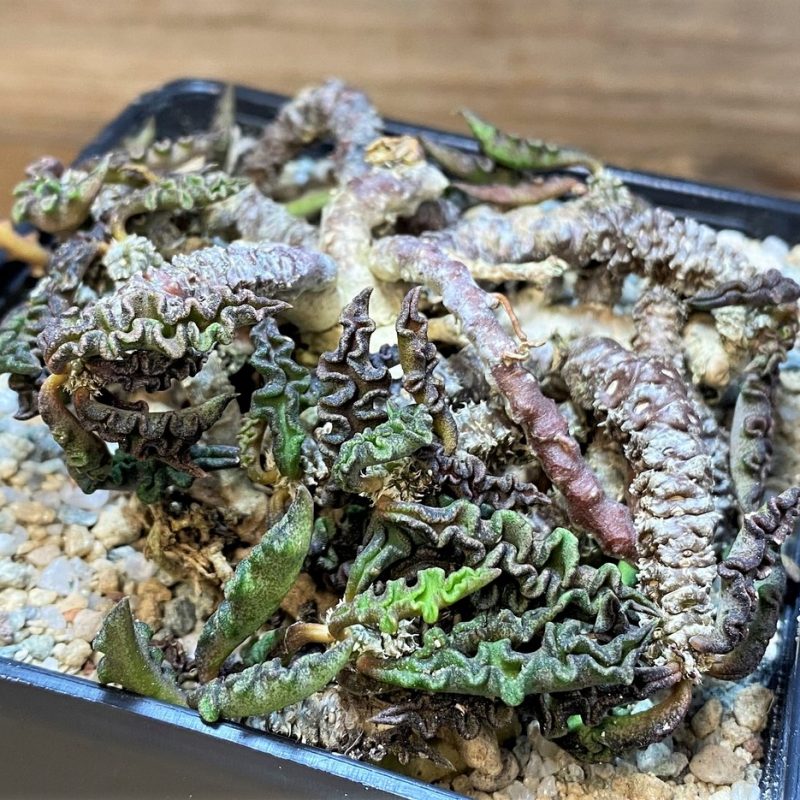 SH27739 Euphorbia decaryi v. spirosticha