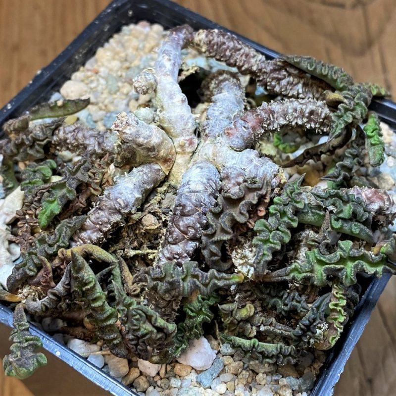 SH27740 Euphorbia decaryi v. spirosticha