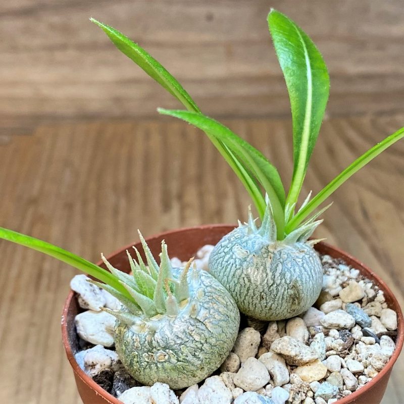 SH27741 Pachypodium brevicaule, 2 plants
