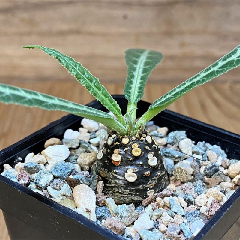 SH27743 Dorstenia lancifolia