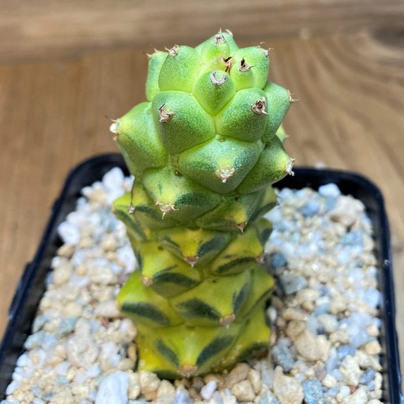 SH27745 Monadenium ritchiei f. variegata