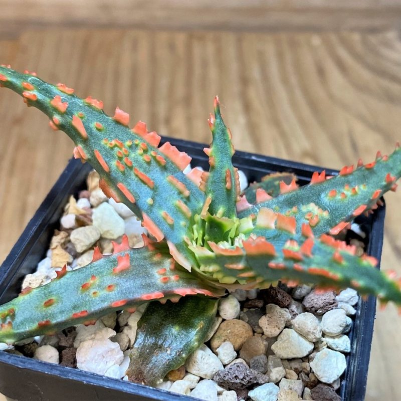 SH27690 Aloe TCT hybrid