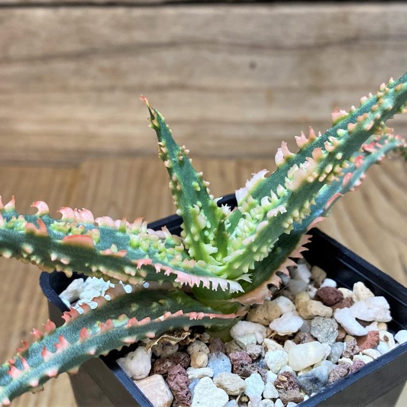 SH27694 Aloe TCT hybrid