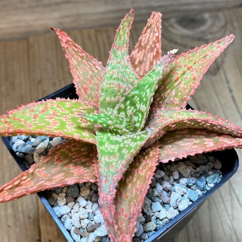 SH27695 Aloe hybrid