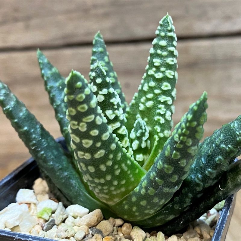 SH27696 Haworthia pumila 'Donut'