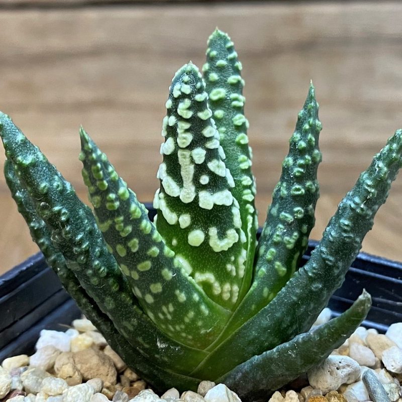 SH27697 Haworthia pumila 'Donut'
