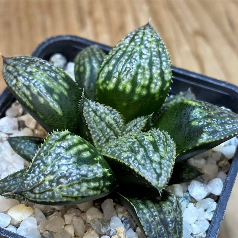SH27698 Haworthia splendens 'Yuki Keshiki' hybrid