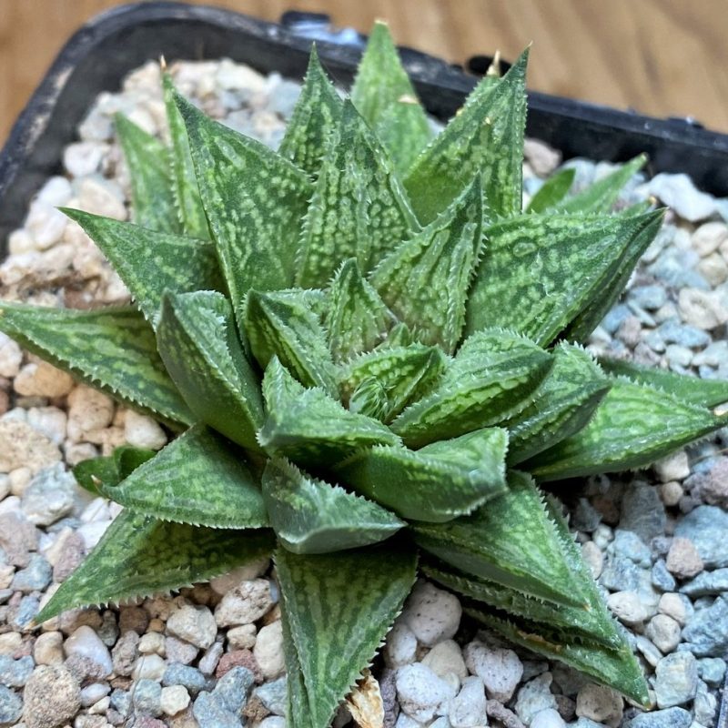 SH27700 Haworthia 'Sugar Candy' ES15643