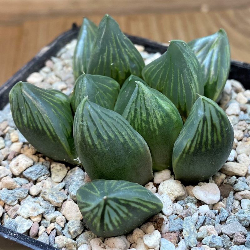 SH27702 Haworthia 'Black Star'
