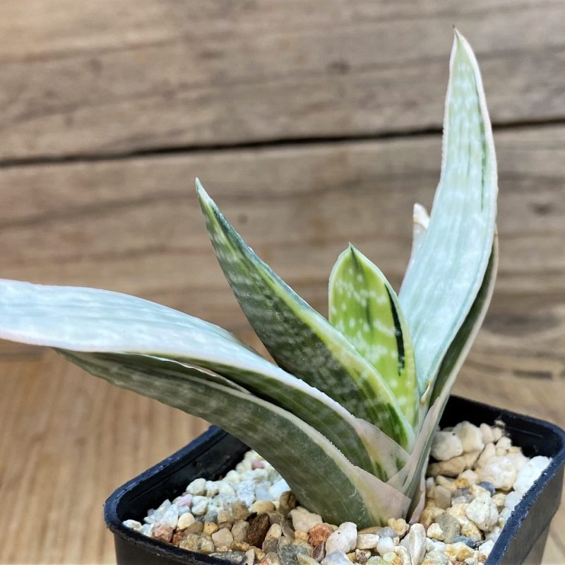 SH27703Gasteria nigricans f. variegata