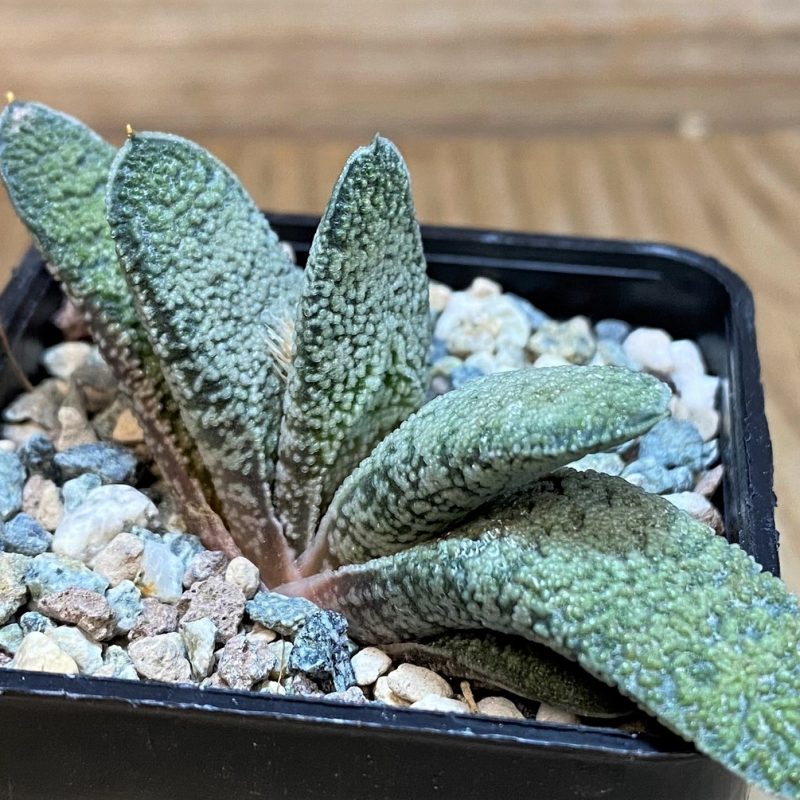 SH27704 Gasteria baylissiana hybrid