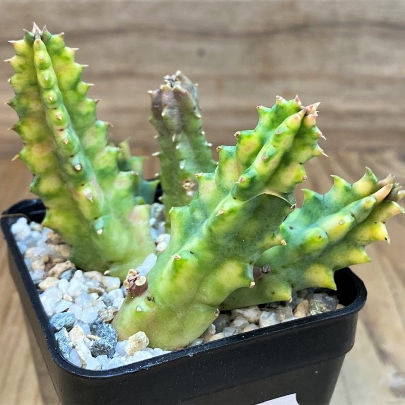 SH27686 Huernia zebrina f. variegata