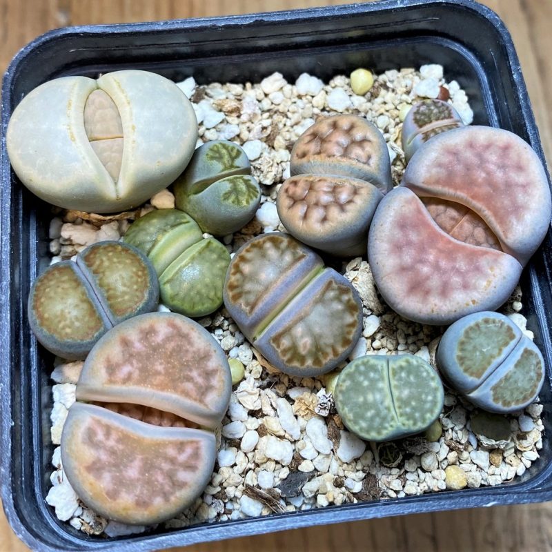 SH27705 Lithops mix