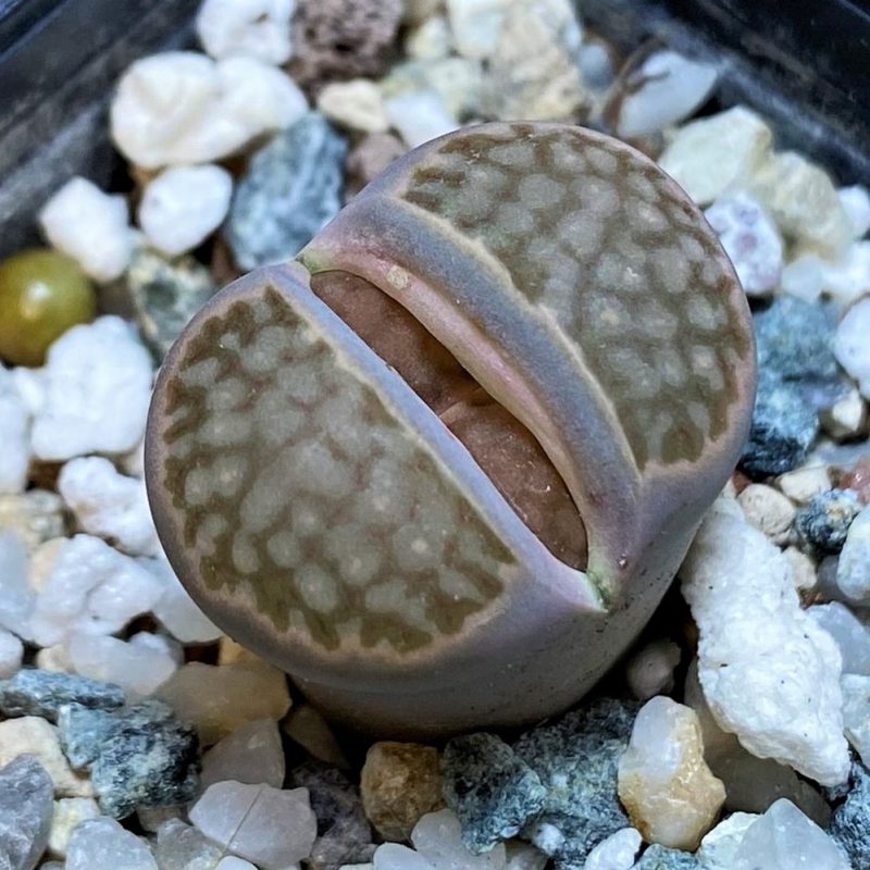 SH27706 Lithops julii