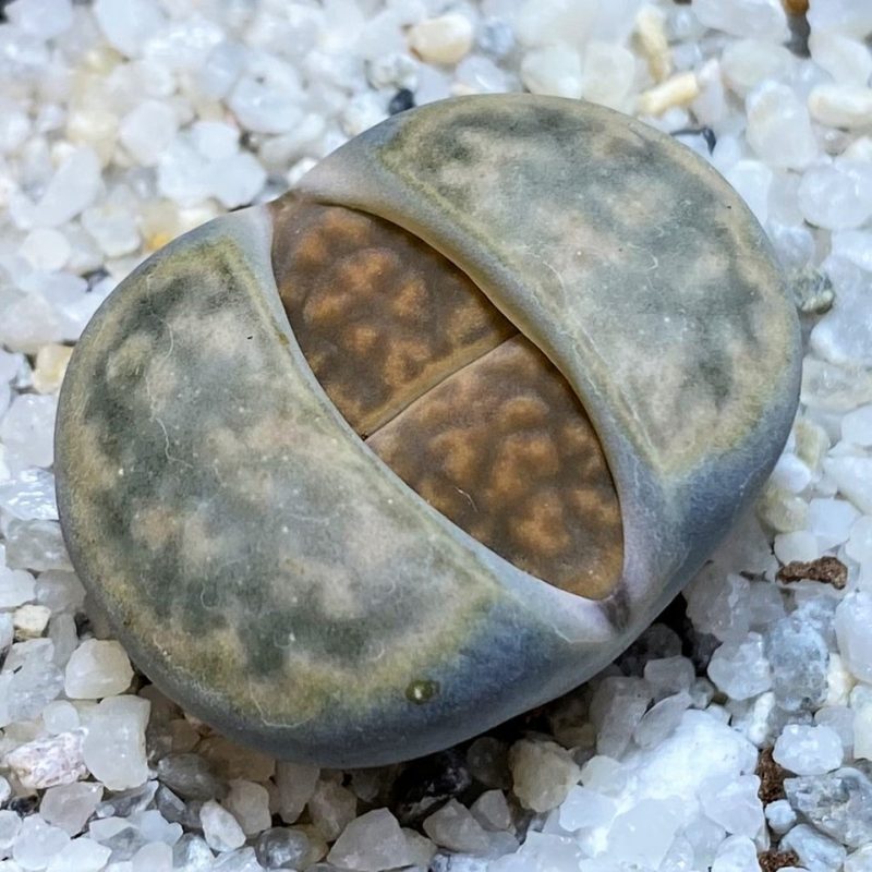 SH27707 Lithops karasmontana