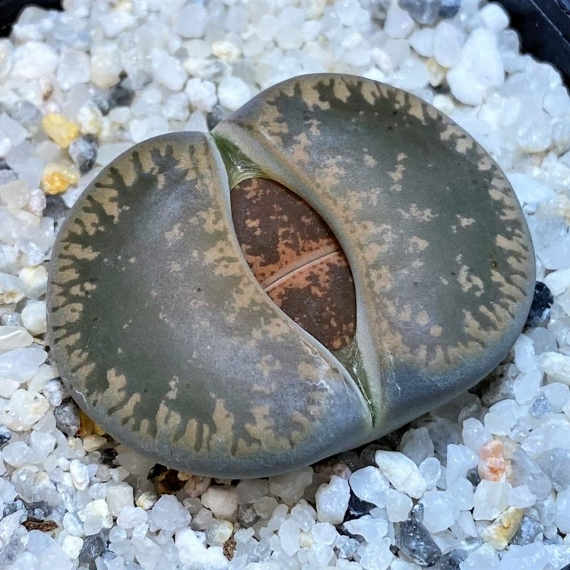 SH27708 Lithops lesliei