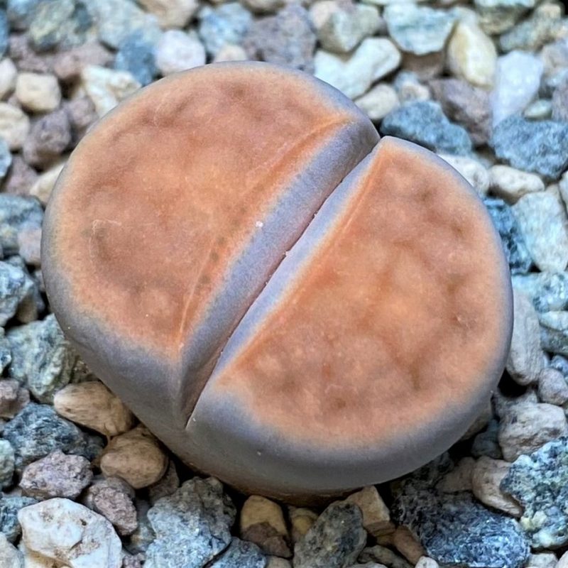 SH27709 Lithops karasmontana v. tischeri