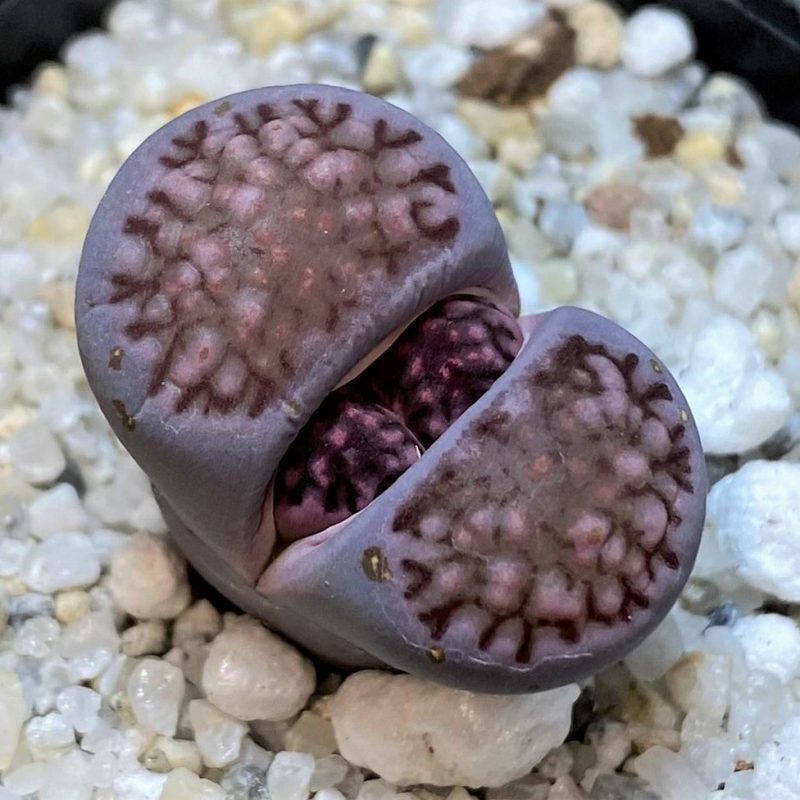 SH27711 Lithops salicola 'Sato's Violet'