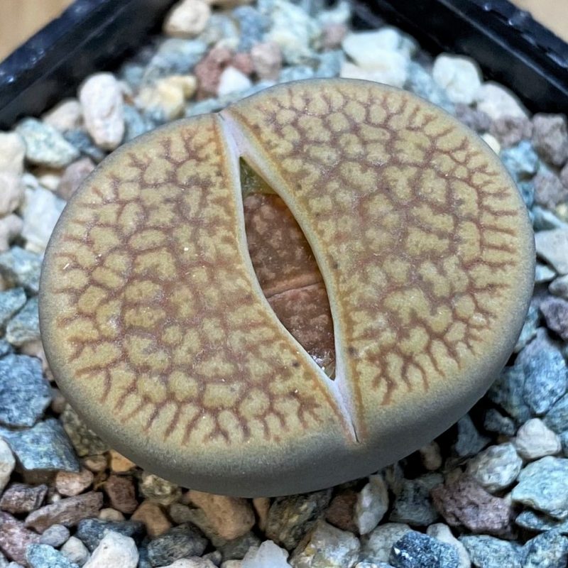 SH27712 Lithops hookeri