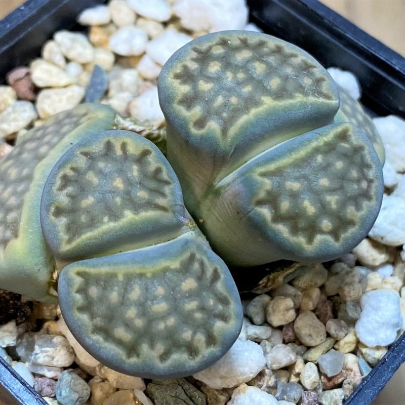 SH27713 Lithops hallii v. ochracea C111A