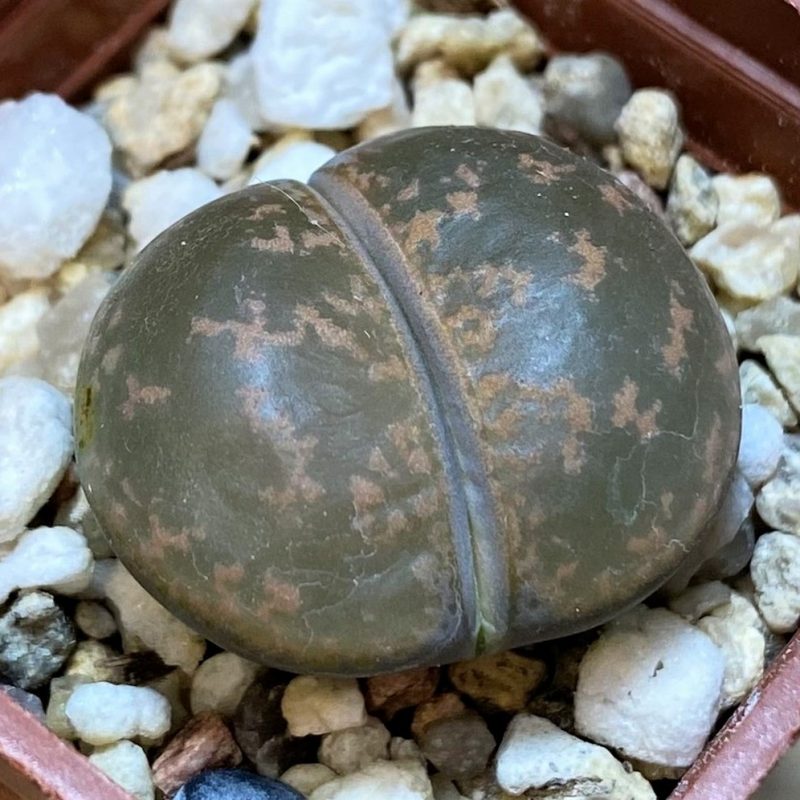 SH27714 Lithops lesliei
