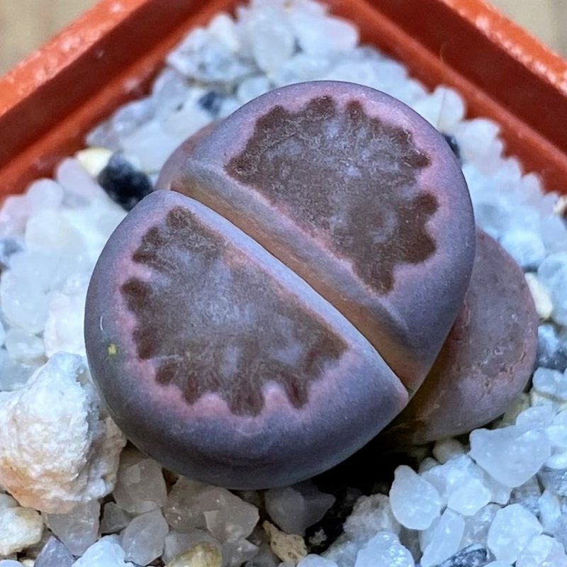 SH27715 Lithops salicola 'Sato's Violet'