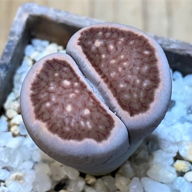 SH27716 Lithops julii 'Kikushogiyoku' hybrid