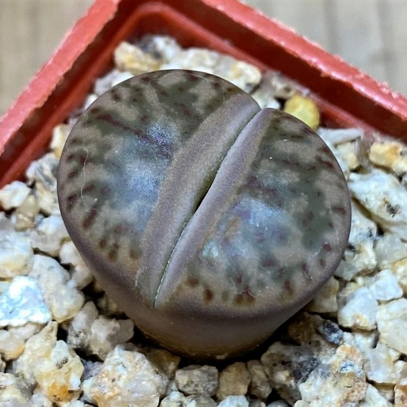 SH27717 Lithops bromfieldii 'Coral'