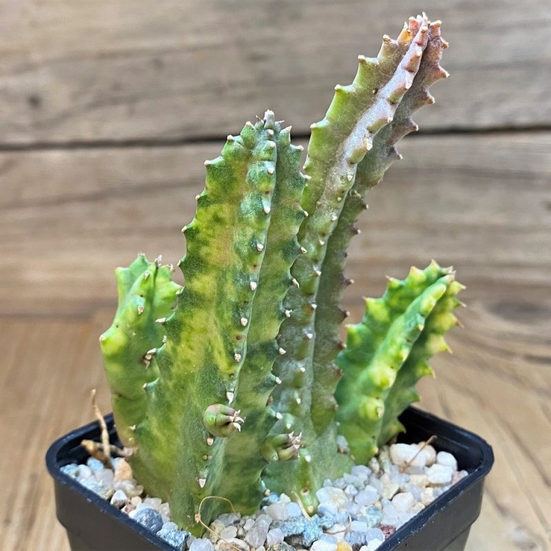 SH27687 Huernia zebrina f. variegata
