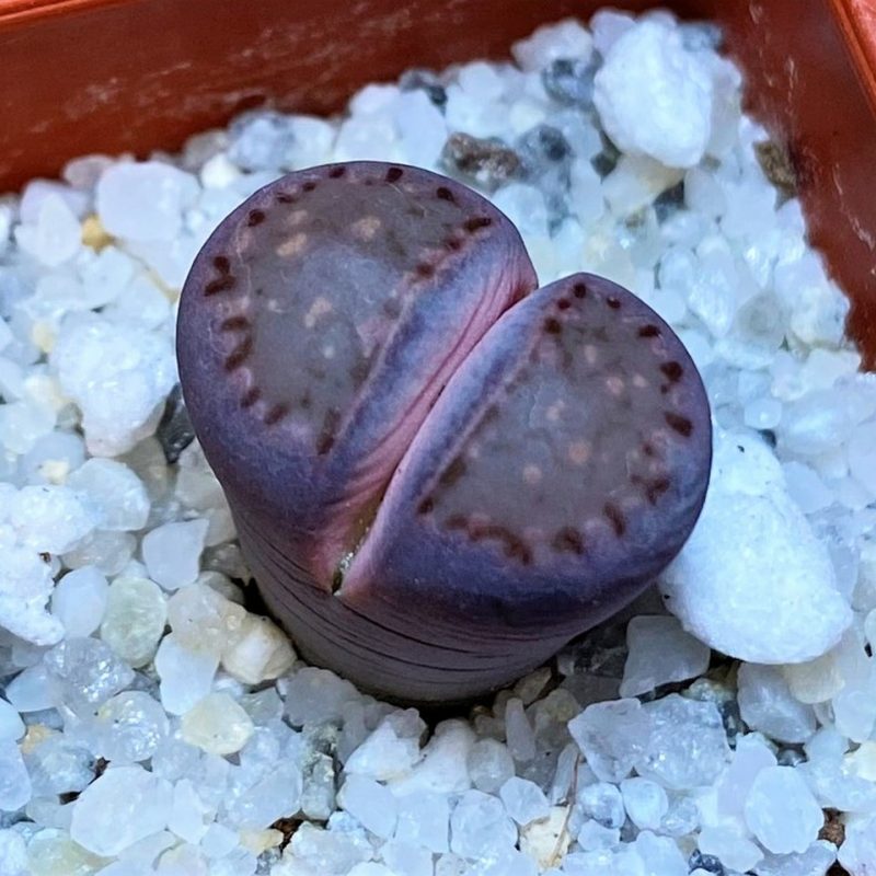 SH27719 Lithops salicola 'Sato's Violet'