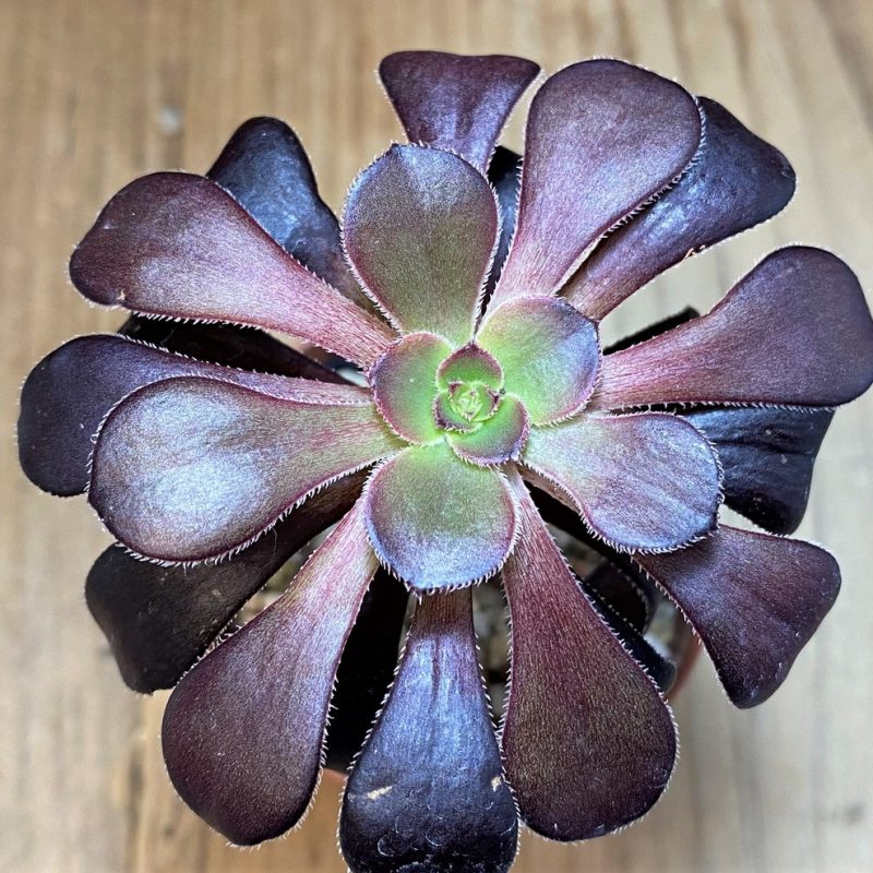 SH27721 Aeonium ‘Schwarzkopf’