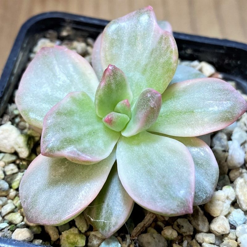 SH27722 Graptoveria 'Mrs Richards'