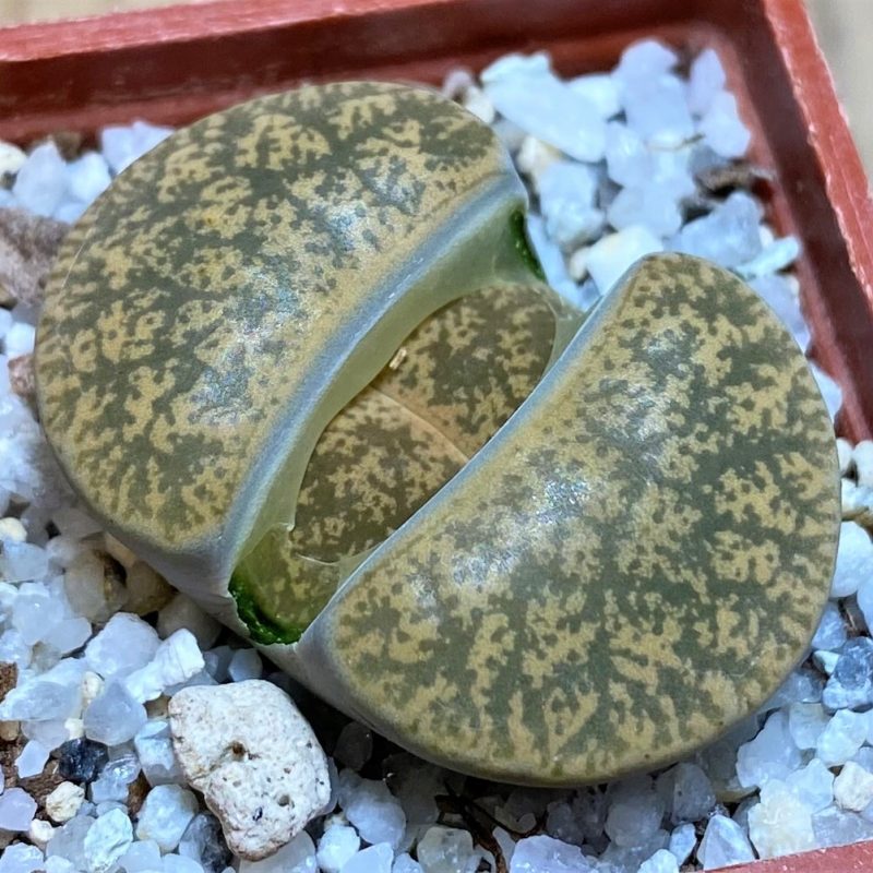 SH27794 Lithops lesliei v. venteri 'Ventergreen'