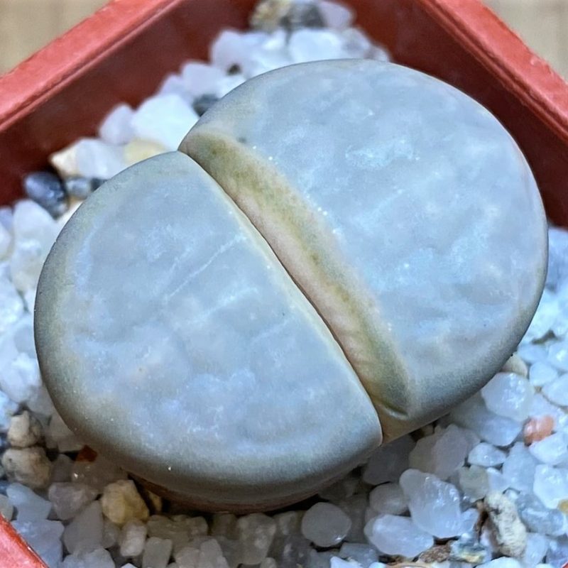 SH27838 Lithops karasmontana v. opalina