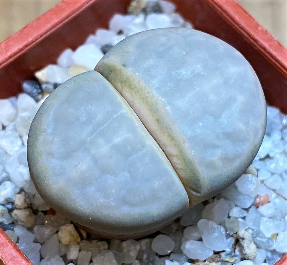 SH27838 Lithops karasmontana v. opalina