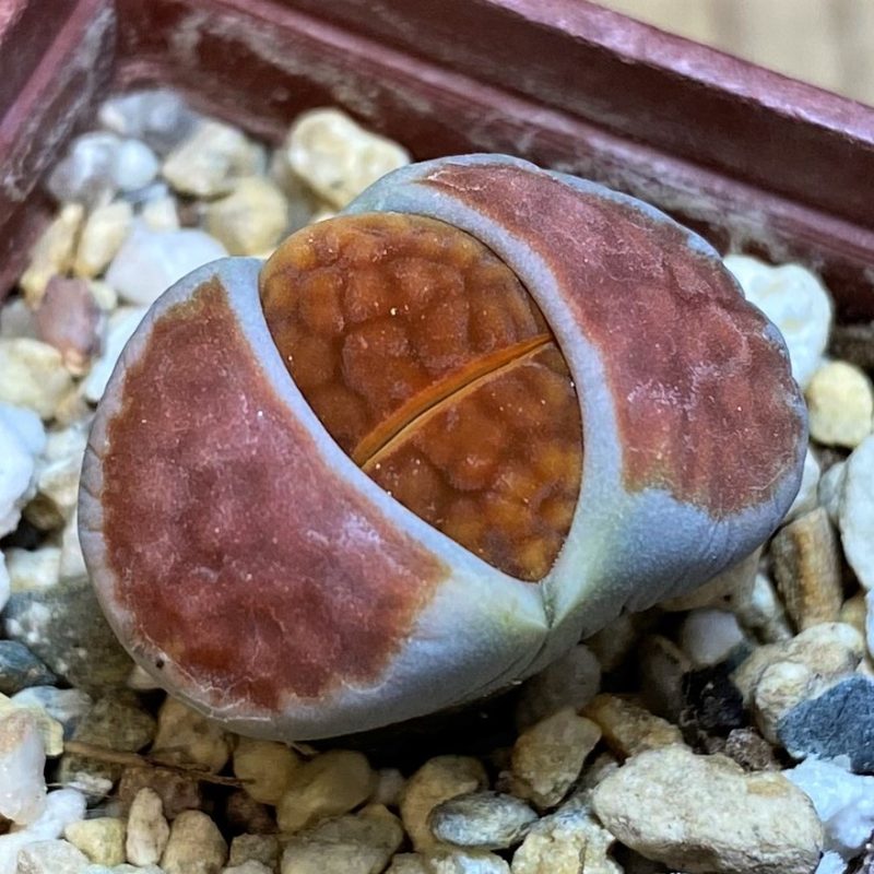 SH27839 Lithops karasmontana 'Lateritia'