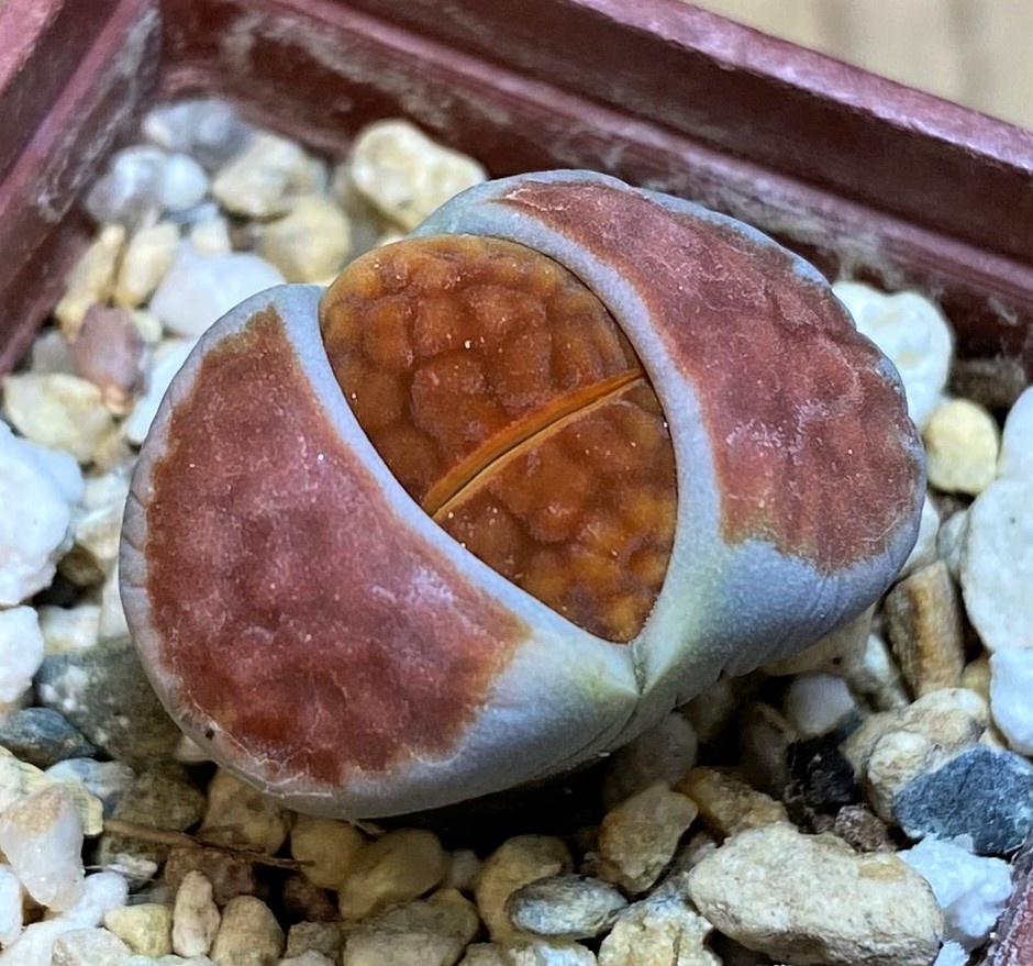 SH27839 Lithops karasmontana 'Lateritia'