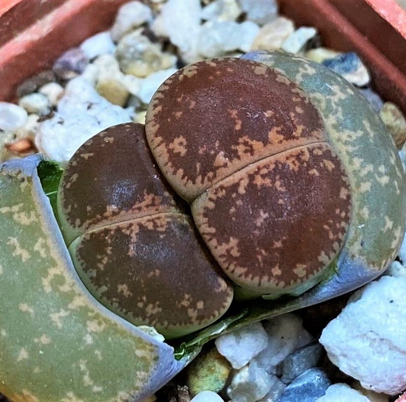 SH27840 Lithops lesliei 'Warrenton'