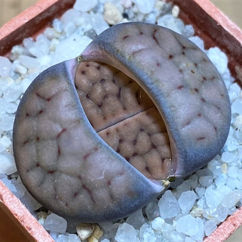 SH27841 Lithops schwantesii v. urikosensis C083