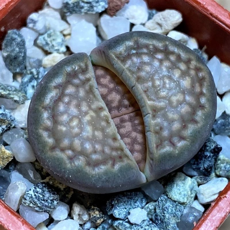SH27842 Lithops hallii ‘Brown form’