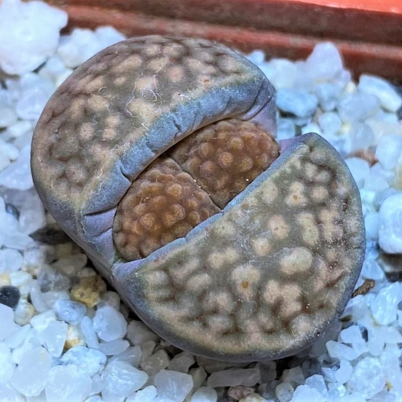 SH27843 Lithops hallii ‘Brown form’