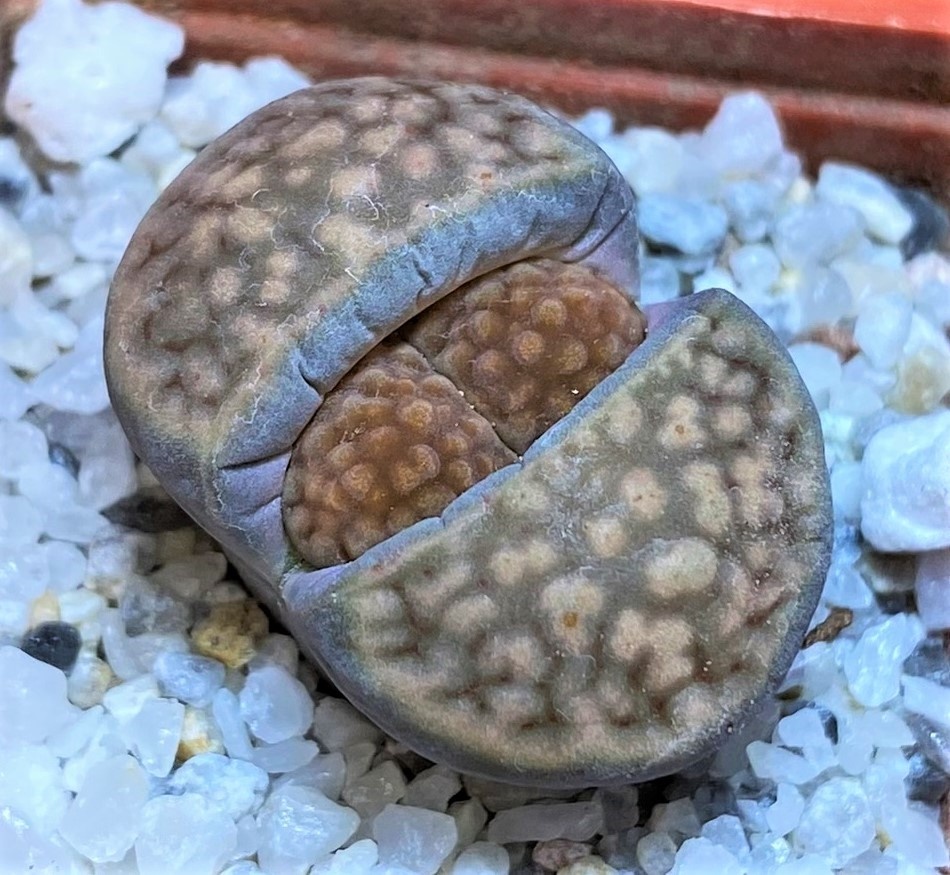 SH27843 Lithops hallii ‘Brown form’